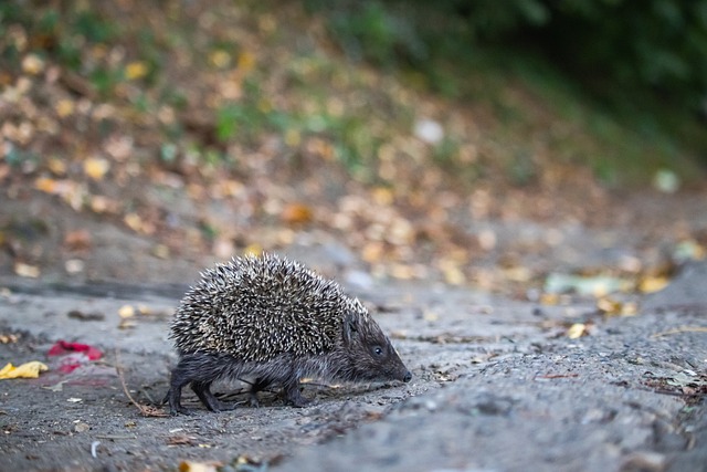 弱对手的进 弱对手的进